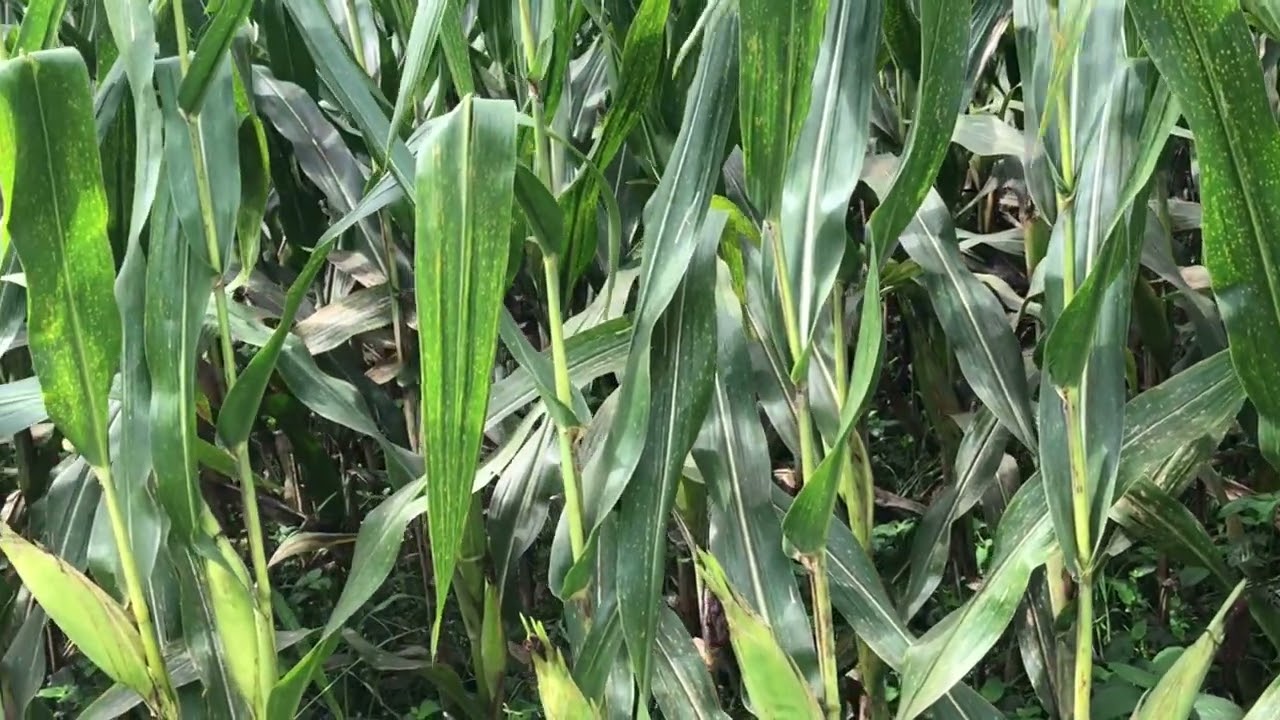 Inataki ng Talakitik o Hoppers ang Mais