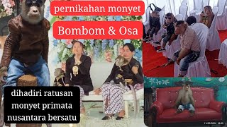 PRIMATA NUSANTARA BERSATU MERAMAIKAN ACARA PERNIKAHAN BOMBOM DAN OSA DI KARAWANG!