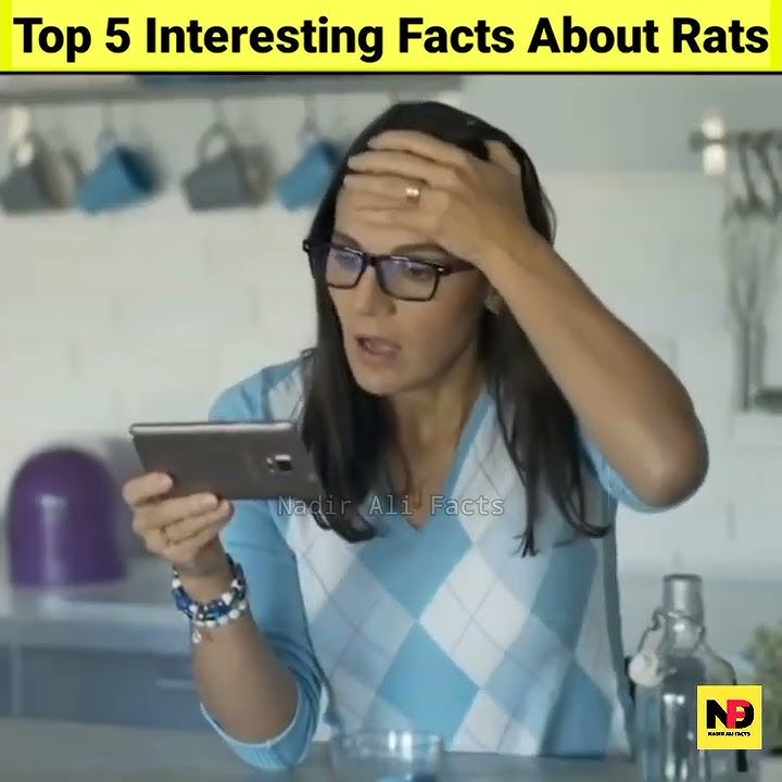 Top 5 Interesting And Amazing Facts About Rats #shorts
