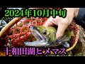 【2024年10月中旬】十和田湖ヒメマス釣行&状況報告【セッパリ】