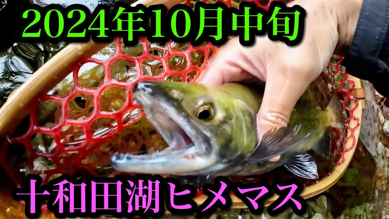 【2024年10月中旬】十和田湖ヒメマス釣行&状況報告【セッパリ】