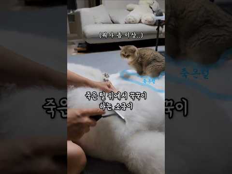 죽은털 위에서 꾹꾹이 하는 소금이 thumbnail