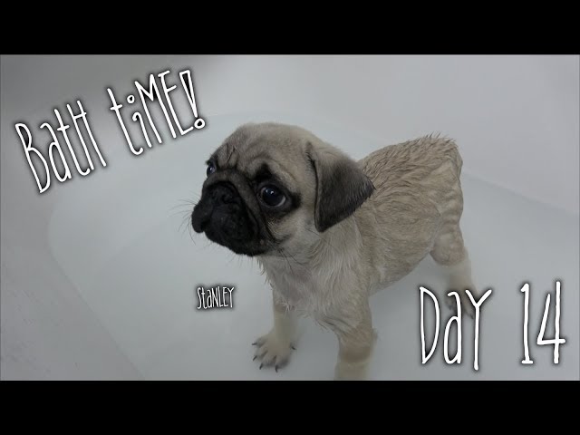 Stanley Needed a Bath  |  Day 14
