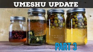 umeshu update: part 3 #shorts