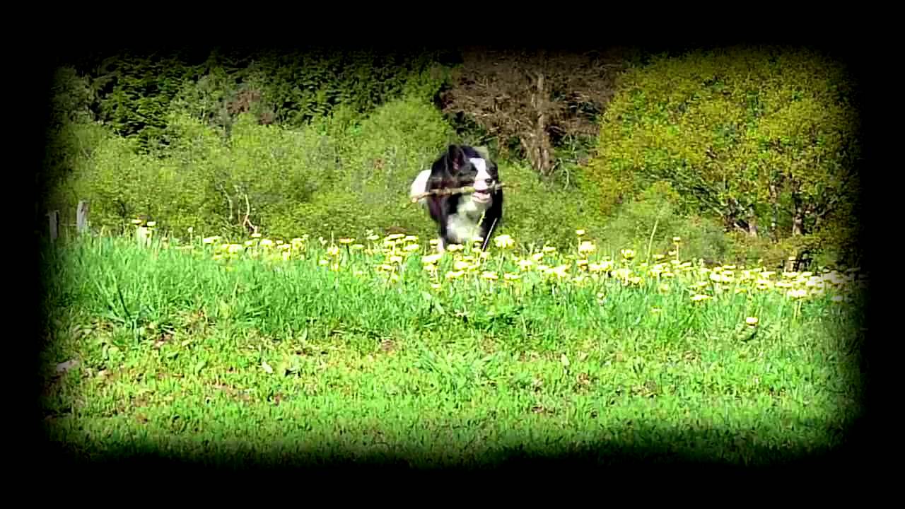 namibia wildlife sanctuary unser hund motte(border collie)our dog motte(slow motion)