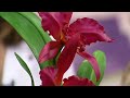Mulher.com - 12/04/2016 - Orquídea Cattleya em biscuit - Alessandra Assi PT2