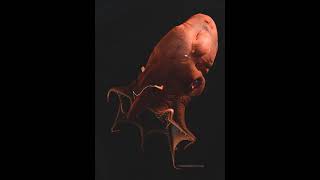 Vampire Squid Genome Reveals Ancient Cephalopod Origins