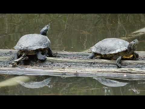 アカミミガメ/Trachemys scripta 05_260330_航空公園