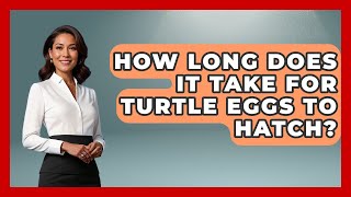How Long Does It Take For Turtle Eggs To Hatch? - Talking Greece