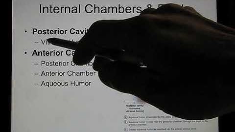 ACC Biol2401 API Sensory2 Vision Online Lecture part1 of 2