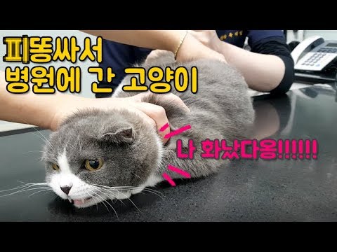 고양이키우기/고양이를 병원에 데려가기 미션!! (고양이혈변 치료)