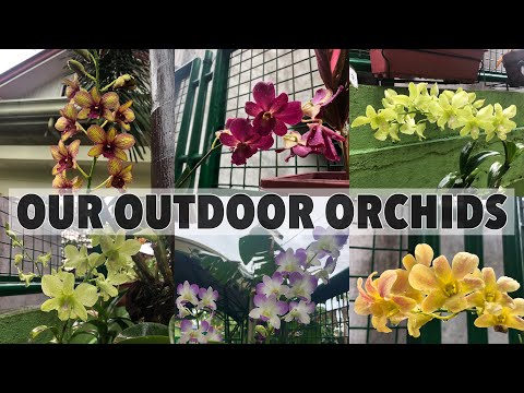 Video: Dendrobium Orkidétransplantation (8 Fotos): Hvordan Man Korrekt Transplanterer En Dendrobium Orkidé I En Gryde Efter At Have Købt Hjemme Trin For Trin?