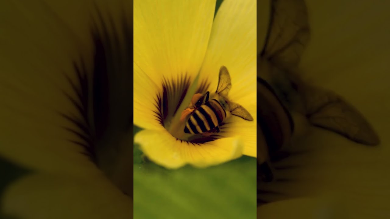 How Much Honey Can A Bee Produce In Its Lifetime Did You Know How Much Honey Can A Bee Produce In Its Lifetime Did You Know