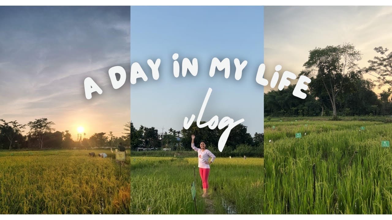 Weekend of an Agri Student🌾|harvesting rice|🌾🍚🤭|vlog 4| - YouTube