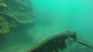 Details spearfishing around dampier Guide
