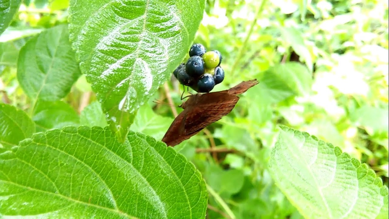 A Beautiful Butterfly Eating Food In Monsoon l Nature Documentary HD
