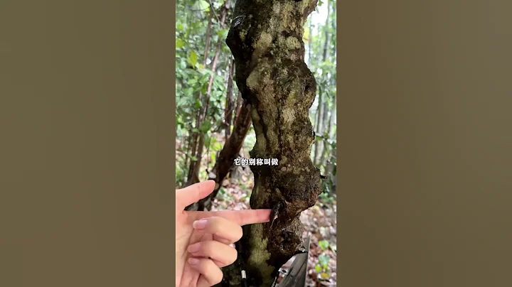 偶遇一棵百年老藤，藤黄檀，极其珍贵。 - 天天要闻
