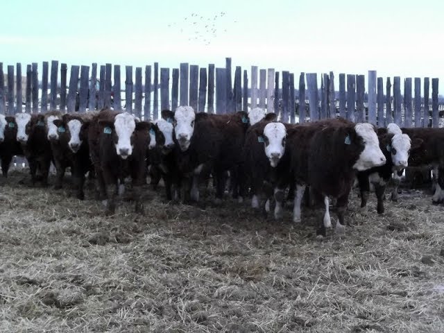 January 10 2020 Team Feeder Cattle Sale Youtube