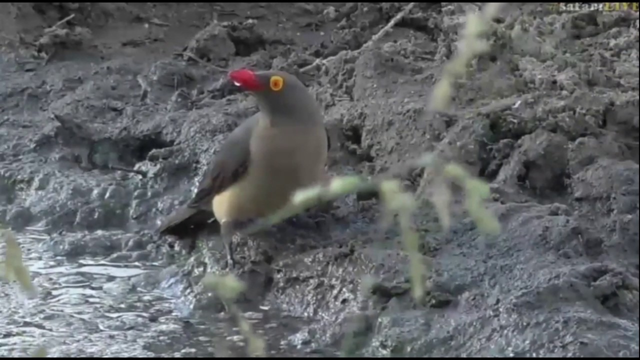 sindile faku April 06, 2017- Oxpecker's diet explained to school children by James Hendry