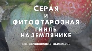 видео Гниль ягод малины - серая гниль / Болезни и вредители малины / ПлантЭксперт - питомник ягодных культур