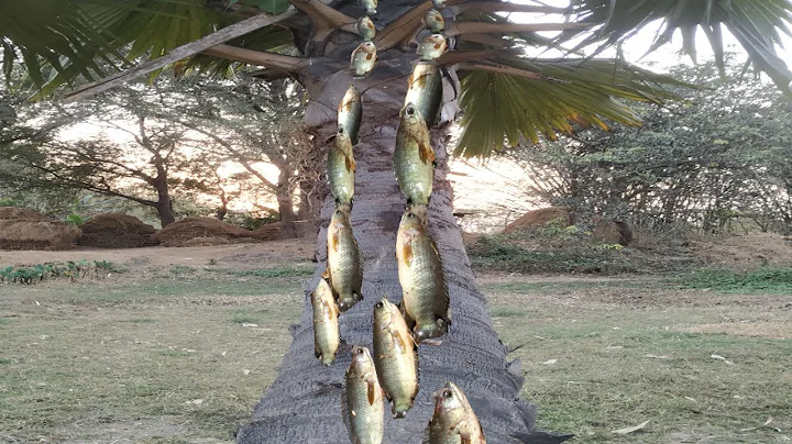 Unbelievable fish activity. Amazing fish climbing on palm tree. Fish climbing tree. - DayDayNews