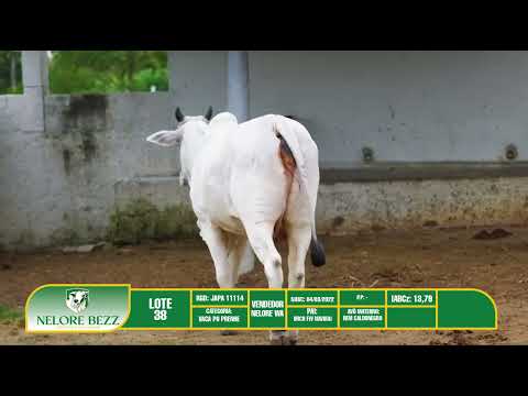 LOTE 38 JAPA 11114 - NELORE WA