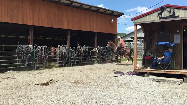 Sold 3149- 15yr old 15.2H sorrel saddlebred mare $850 Deadline 5/2/25