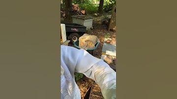 Pulling frames for this years Honey Harvest.