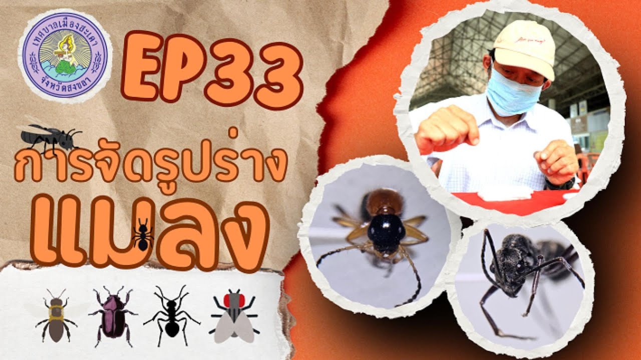 อพ.สธ. เทศบาลเมืองสะเดา EP33 การจัดรูปร่างแมลง