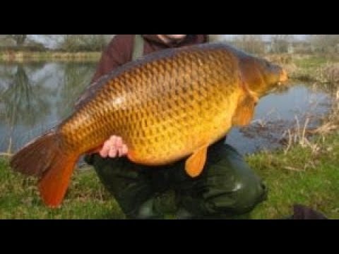 mantap-mancing-dapat-induk-ikan-mas-besar