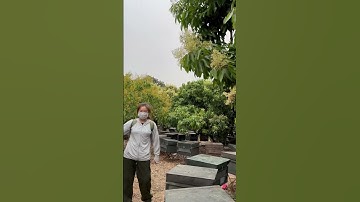 Mùa hoa vải Thiều Lục Ngạn - Bắc Giang năm 2023