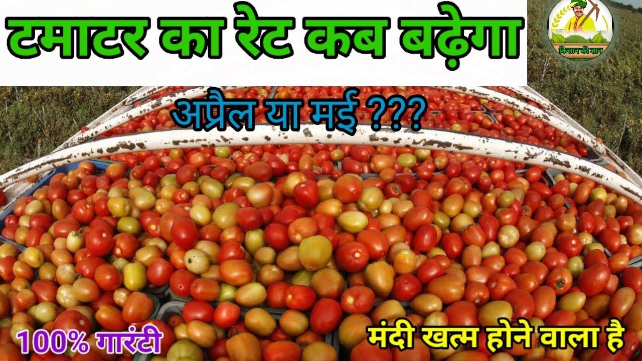 Tamatar Ka Rate Kab Badhega YouTube tamatar-ka-rate-kab-badhega-youtube