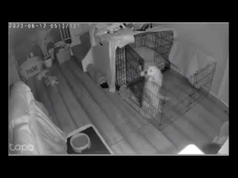 The Crate Escape: Hilarious video shows golden retriever pup escaping crate during early hours