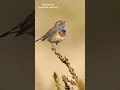 Bluethroat bird calling (Luscinia svecica) #shorts