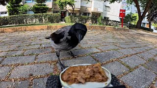 CAT CHASES AWAY CROW THAT STEALS HIS FOOD 🕊️🐈