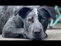 Blue heelerlab mix  revan  board  train