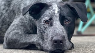 BLUE HEELER/LAB MIX | REVAN | BOARD & TRAIN