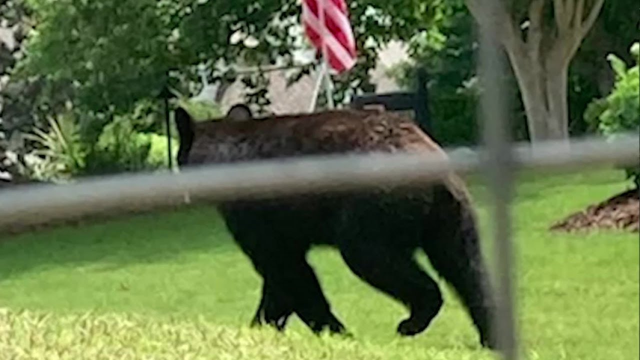 Black Bear spotted roaming neighborhood YouTube