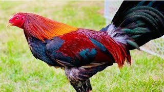 La Gran Mentira De Comercializar Aves Probadas Por Las Redes Sociales