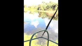 Hog hunt Ron's guide service