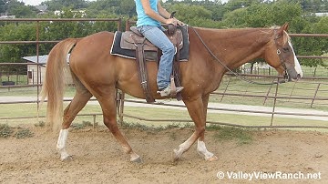 Spots - slow walk, jog, stops! - ValleyViewRanch.net