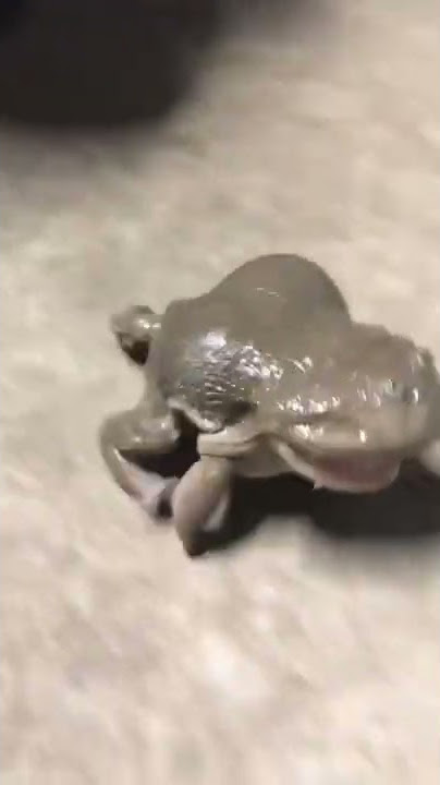 Forg Video|Frog Song|Frog Dance|Frog Voice|Frog Video For Kid|Frog Vs Snake|#short fitmind2000
