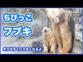 幸せホッキョクグマ親子〈予告〉男鹿水族館の豪太・ユキ・フブキ Cute Polar Bear Cub