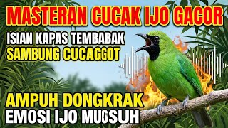 MASTERAN CUCAK IJO GACOR ISIAN KAPAS TEMBAK SAMBUNG CUCAK JENGGOT AMPUH DONGKRAK EMOSI IJO MUSUH