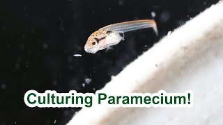 Culturing paramecium for Betta frys