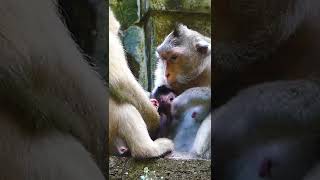 Monkey just born 2 dyas &amp; Mom take care altime Small monkey lovely #Shorts  #Monkey 71