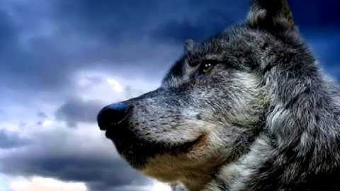 Thumbnail of Волчья судьба