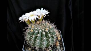 Acanthocalycium spiniflorum