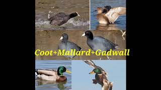 Coot mix Gadwall   Mallard best voice