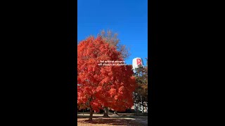Fall Vibes at Rose